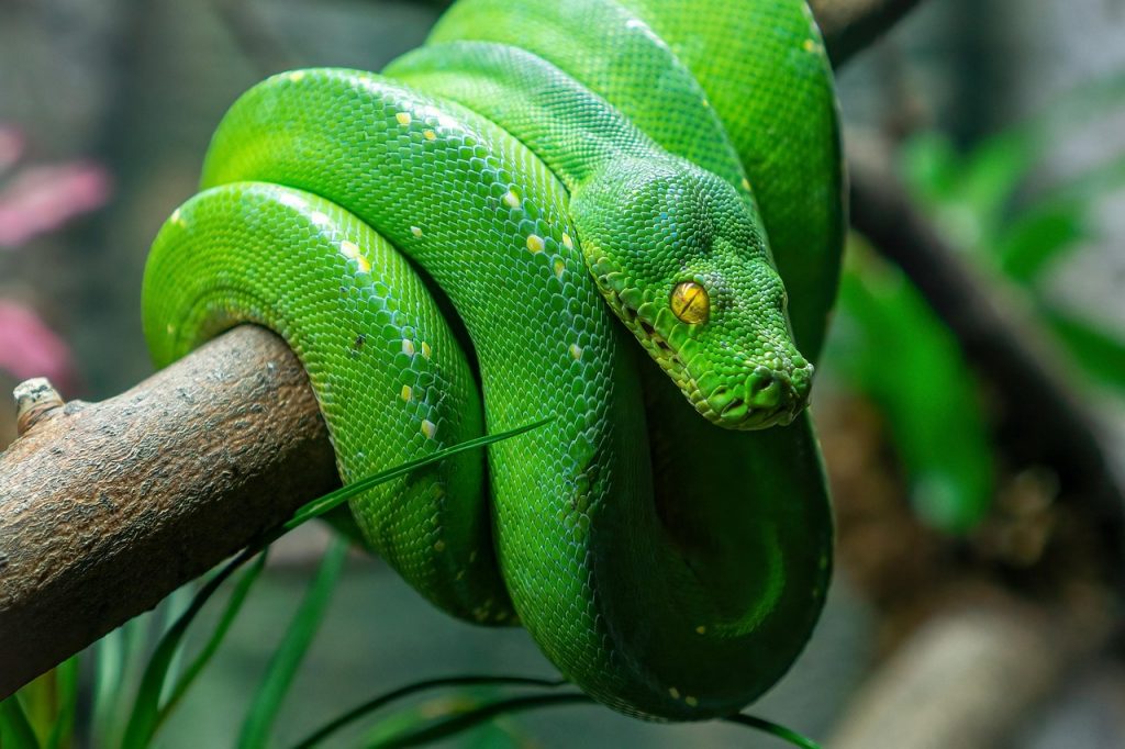wildlife, snake, green, reptile, species, fauna, snake, snake, snake, snake, snake-7633438.jpg